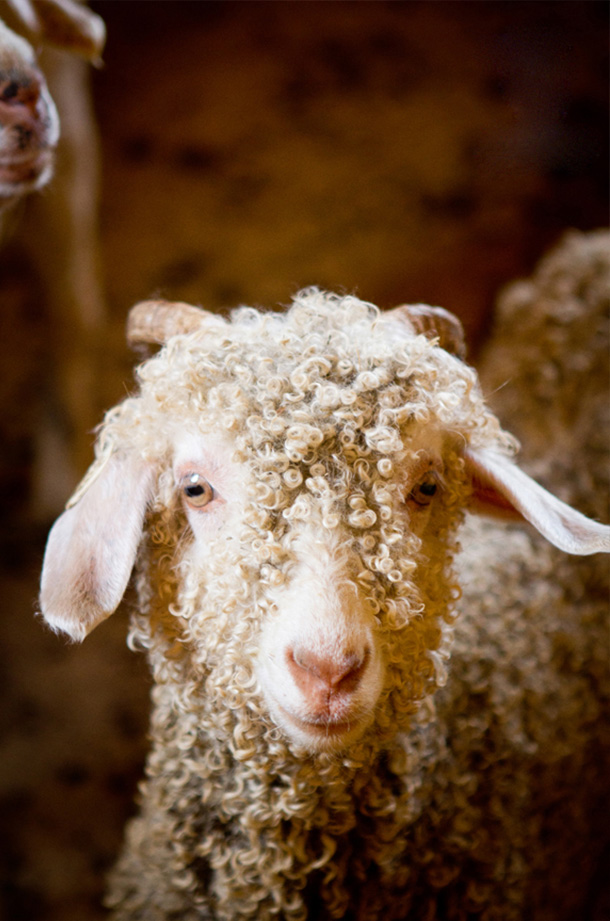 Cashmere