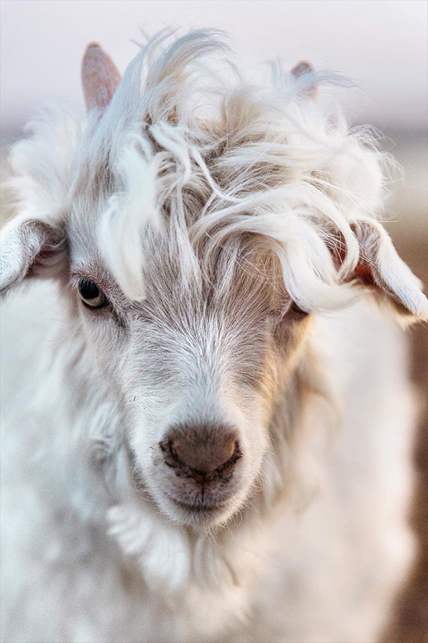 Cashmere